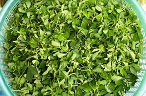 इस मौसम में जरूर खाएं मेथी का साग, कब्ज से छुटकारा दिलाने के अलावा डायबिटीज भी करेगा कंट्रोल