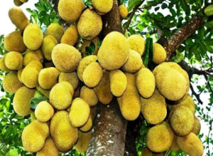 डायबिटीज के मरीजों के लिए अमृत समान होता है कटहल का आटा