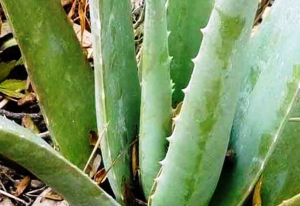 Health Tips: एलोवेरा का ज्यादा इस्तेमाल पहुंचा सकता है सेहत को नुकसान, जानें कैसे