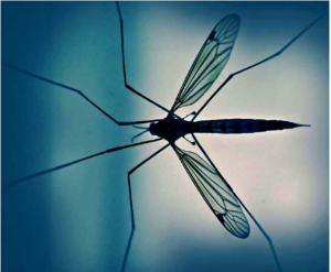 डेंगू, चिकनगुनिया और मलेरिया में कैसे करें अंतर, जानें इसके लक्षण