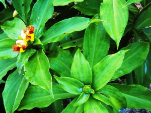 ये पांच पौधे हैं बड़ी से बड़ी बीमारियों का रामबाण इलाज, जानिए अद्भुत फायदे