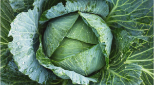 Cabbage Benefits: वजन घटाने से लेकर आंखों की रोशनी के लिए फायदेमंद है पत्ता गोभी का सेवन