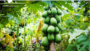 Raw Papaya Benefits: कच्चे पपीते के सेवन से मिलते हैं अनगिनत फायदे, कब्ज समेत इन समस्याओं में है लाभकारी