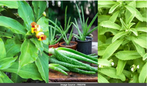 शुगर रोगी आज ही घर में लगा लें ये 3 पौधे, कंट्रोल रहेगी डायबिटीज और सेहतमंद रहेंगे आप