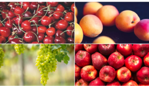 Diabetes Diet: डायबिटीज है और फल के शौकीन भी? तो जानें कौन-से फल हैं आपके लिए हेल्दी