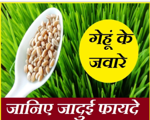 Wheat grass Benefits : संजीवनी है गेहूं के जवारे, जानिए किन बीमारियों में है कारगर