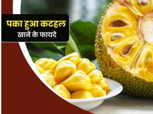 पके कटहल खाने के फायदे : इस 6 लोगों को जरूर खाना चाहिए पके हुए कटहल, जानें इसे खाने के फायदे