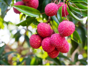 Litchi Benefits: गर्मियों में जरूर खाएं लीची, शरीर की कई बीमारियों होंगी दूर, मिलेंगे ये अद्भुत फायदे