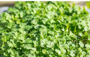सुबह-सुबह खाली पेट चबाएं हरी धनिया के पत्ते, इन गंभीर बीमारियों से हमेशा बचे रहेंगे आप