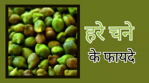 इन 5 वजहों से सर्दियों में जरूर खाएं Hara Chana, हेल्दी हार्ट के साथ ही कंट्रोल होगा ब्लड शुगर
