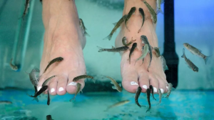 सिर्फ ब्यूटी इंडस्ट्री में इसका ट्रेंड देखकर करवाने न पहुंच जाएं Fish Pedicure, जान लीजिए इसकी सच्चाई!