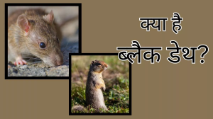 अमेरिका में सामने आया Bubonic Plague का पहला मामला, जानें ब्लैक डेथ के लक्षण,कारण और बचाव