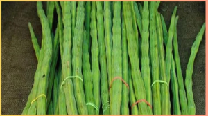 इस सब्जी का पानी डायबिटीज के मरीजों के लिए है फायदेमंद, Fasting Sugar मैनेज करने में माहिर!