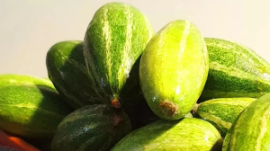 डायबिटीज में फायदेमंद है परवल की सब्जी, ब्लड शुगर और सूजन को करती है कम