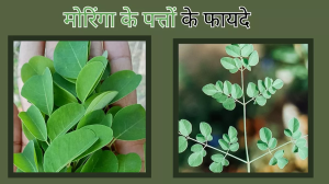 Moringa Leaves Benefits: डायबिटीज के मरीजों के लिए वरदान हैं मोरिंगा के पत्ते, इन वजहों से करें डाइट में शामिल