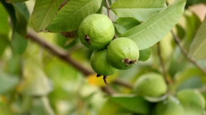 Guava Leaves Tea Benefits: अमरूद ही नहीं इनकी पत्तियां भी हैं गुणकारी, जानें इसकी चाय पीने के चमत्कारी फायदे