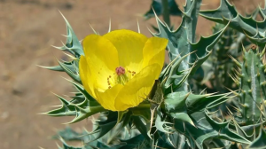 जगह-जगह उगने वाला यह सत्यानाशी पौधा दे सकता है आपको नया जीवन, सेहत के लिए फायदों की लिस्ट करेगी हैरान