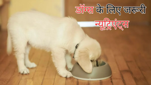 आपके डॉग की सेहत के लिए जरूरी हैं ये 10 पोषक तत्व, आज ही बनाएं उनकी डाइट का हिस्सा