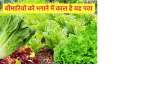 यह पत्ता मुलायम जरूर है लेकिन बॉडी में लबालब भरता है खून, हड्डियों को बनाता है चट्टान और दिमाग को करता है तेज