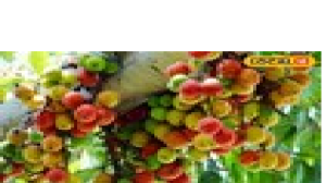 दवाओं का 'कारखाना' है यह पेड़, जड़ से लेकर छाल तक औषधि, पाइल्स समेत दर्जनभर रोगों में कारगर