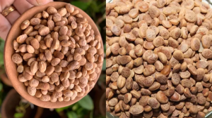 सेवई और खीर में इस्तेमाल होने वाली चिरौंजी के दाने हैं पेट के लिए बेहद लाभकारी, जानें इसके फायदे