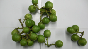 दिखने में बेहद चिपचिपा, लेकिन कई बीमारियों का काल बन जाता है लसोड़ा, जानिए फायदे