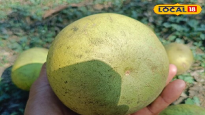 पेट की बीमारियों के लिए रामबाण है भगवान शंकर का प्रिय फल बेल, इन बीमारियों को भी करेगा दूर