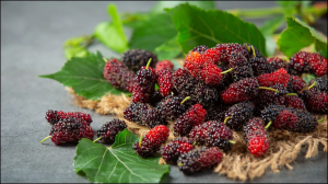 गर्मी में बीमारियों से लड़ने के लिए अकेला ही काफी है ये फल, कई मर्ज में दवा का करता है काम