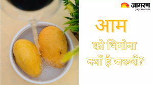 Why mangoes are soaked: क्यों जरूरी है आम को पानी में भिगोना, जानें इसके पीछे की चौंकाने वाली वजहें