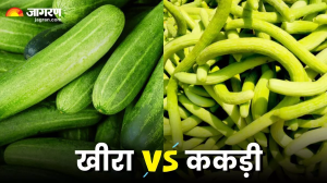 Kheera vs Kakdi: खीरा खाएं या ककड़ी, गर्मियों में सेहत के लिए क्या है ज्यादा सही?