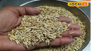 पोषक तत्वों की फैक्ट्री है यह अनाज, पेट से लेकर हार्ट तक के लिए है रामबाण, फायदे जान हो जाएंगे हैरान