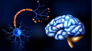 डाइट में शामिल कर लें ये विटामिन, नसों में भर जाएगी जान...बीमारियों से मिल जाएगा छुटकारा