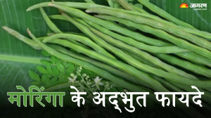 गुणों का भंडार है मोरिंगा, इसके इस्तेमाल से सेहत ही नहीं त्वचा और बालों को भी मिलते हैं ये बेमिसाल फायदे