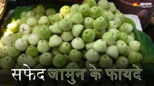 सिर्फ बैंगनी ही नहीं सफेद भी होते हैं जामुन, एक बार फायदे जान लिए तो नहीं भूलेंगे इसका नाम