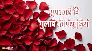 बेहतरीन खुशबू के साथ ही गुणों का भंडार भी हैं गुलाब की पंखुड़ियां, इन वजहों से कहलाती हैं बेस्ट हर्ब
