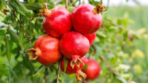 रोज एक अनार खाने से शरीर में होने लगेंगे ये बदलाव, हफ्तेभर में दिखने लगेगा जादू