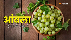 किसी दवा से कम नहीं है Amla, रोज खाने से सेहत को मिलेंगे हैरान करने वाले फायदे