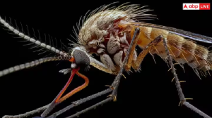 Dengue: जानवरों को भी काटते हैं मच्छर, तो क्या उन्हें भी होता है डेंगू और मलेरिया?