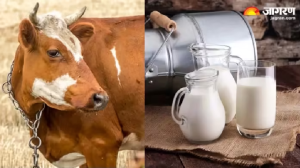 गाय-भैंस का दूध पीकर हो गए हैं बोर, तो जरूर आजमाएं 4 तरह के Milk, सेहत और स्वाद में नहीं होगी कोई कमी