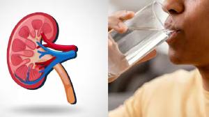 एक दिन में कितना लीटर पानी पिएंगे तो किडनी डैमेज होने से बच सकती है? जानें हेल्थ एक्सपर्ट की राय...