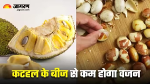 Weight Loss में रामबाण साबित हो सकते हैं कटहल के बीज, लेकिन क्या आपको मालूम है इन्हें खाने का सही तरीका?