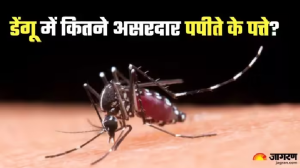 क्या Dengue Fever के इलाज में मददगार हैं गिलोय, पपीते के पत्ते और बकरी का दूध? जानें एक्सपर्ट की राय