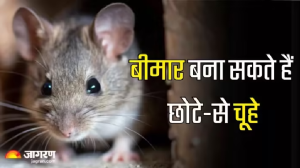सामान ही नहीं सेहत को भी नुकसान पहुंचाते हैं घर में फुदकते चूहे, कई खतरनाक बीमारियों का बना सकते हैं शिकार