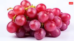 Red Grapes: लाल अंगूर में छिपा है सेहत का खज़ाना, जान लेंगे फायदे तो आज से ही शुरू कर देंगे इसे खाना