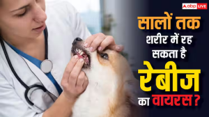 क्या शरीर में कई साल तक छिपा रह सकता है रेबीज का वायरस? जानें क्या है सच