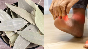 जोड़ों में जमे प्यूरिन को छानकर बाहर निकाल देता है ये पत्ता, यूरिक एसिड में है गजब फायदेमंद, जानें कैसे करें इस्तेमाल?