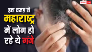 महाराष्ट्र में गेहूं की वजह से अचानक गंजे हो रहे थे लोग? रिपोर्ट में किया जा रहा बड़ा दावा